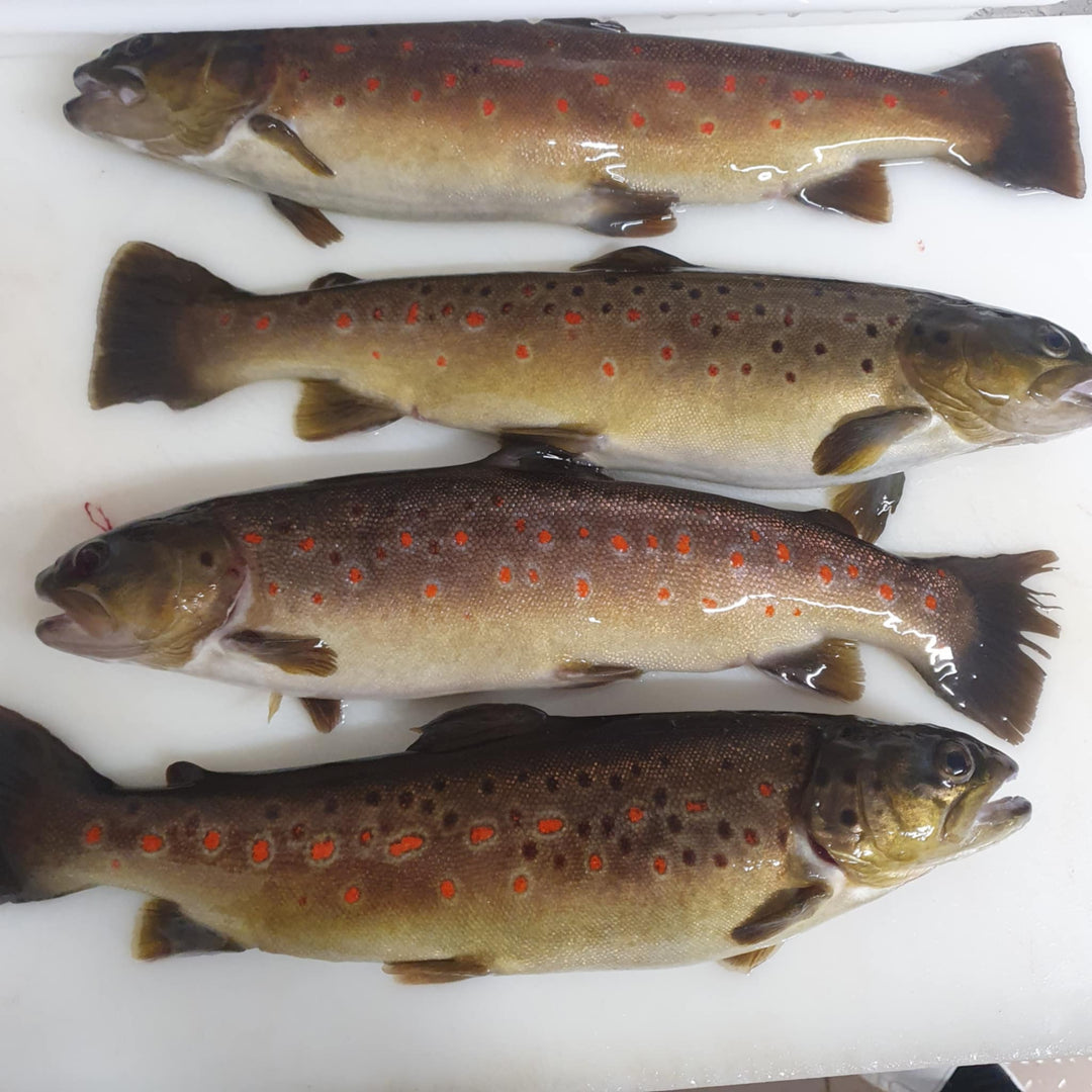 Pack N°2 - DÉCOUVERTE DES SOURCES (99€)