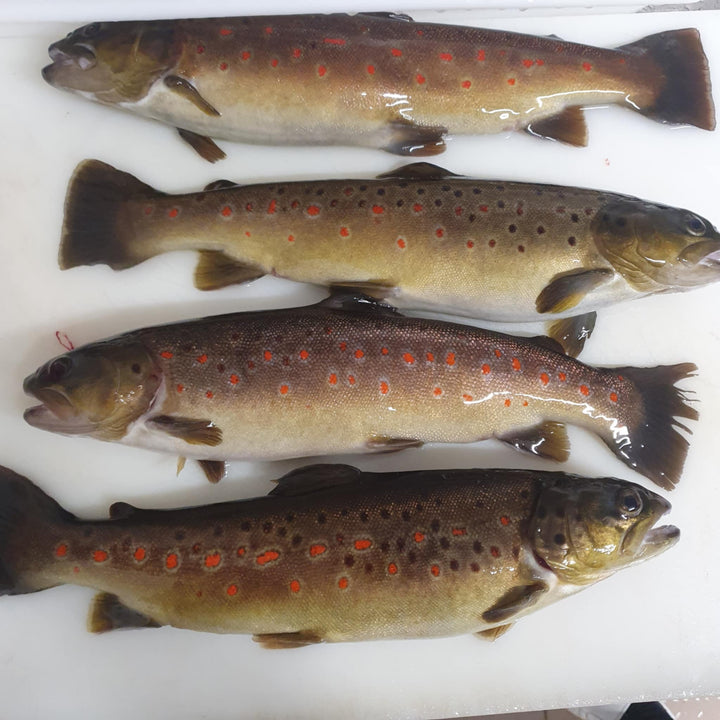 Pack N°2 - DÉCOUVERTE DES SOURCES (99€)