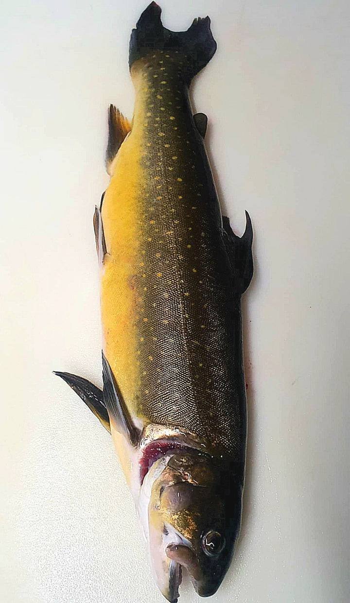 Pack N°2 - DÉCOUVERTE DES SOURCES (99€)